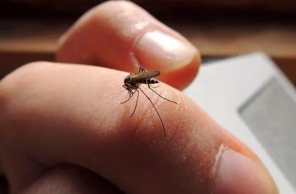 蚊子的寿命是多长时间