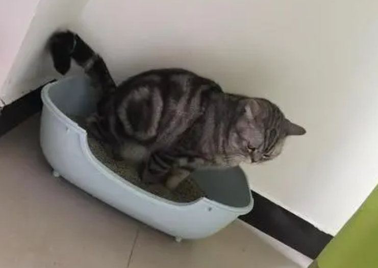 猫拉屎带血怎么回事 猫拉屎带血怎么回事