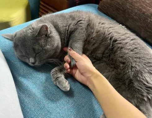 猫绝育后性格会改变吗