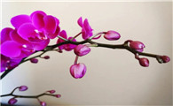 怎样选购蝴蝶兰花