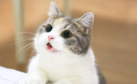 猫可不可以拔了四个獠牙