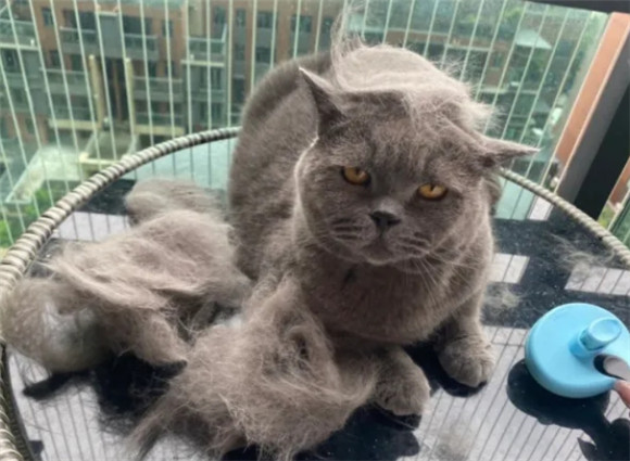 曾经“红极一时”的蓝猫,为何被很多人嫌弃? 曾经“红极一时”的蓝猫,为何被很多人嫌弃?