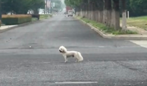 狗狗在马路上来回张望，在人群中寻找主人