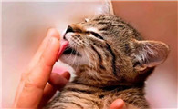 猫老想舔我的嘴是什么情况