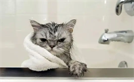 猫几个月可以洗澡