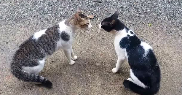 两只猫互相嚎叫意味着什么 两只猫互相嚎叫意味着什么