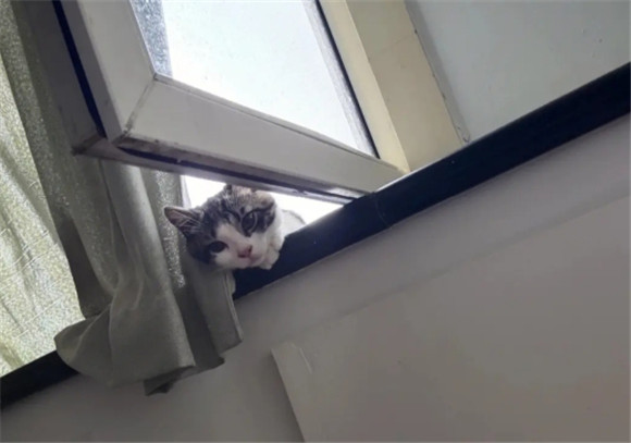 楼上养猫楼下报警有用吗