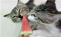 猫可以吃什么