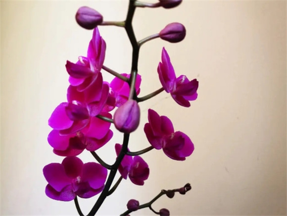 蝴蝶兰花怎样养护