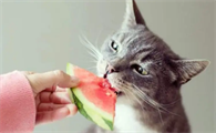 猫可以吃什么水果