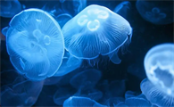 淡水水母多少钱