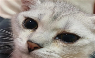 猫挨打之后流眼泪了