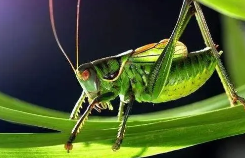 蝈蝈的性格特征