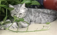 绿萝对猫有毒吗
