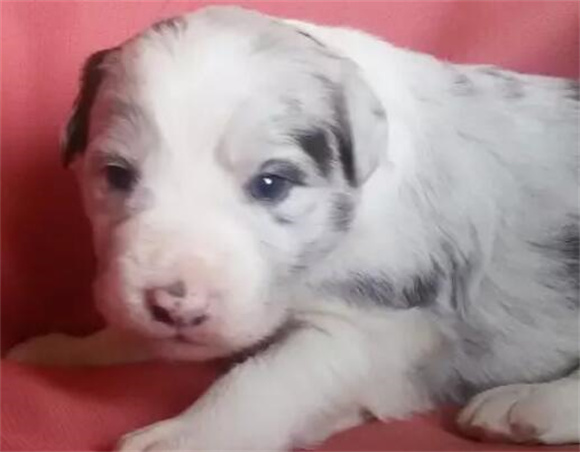 边境牧羊犬幼犬不适应吃狗粮怎么办？