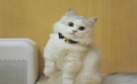 猫进屋代表什么预兆