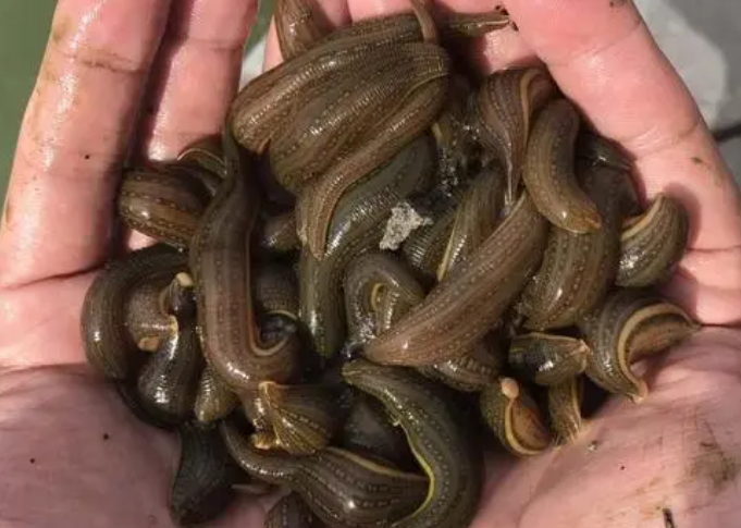 医治蚂蟥的养殖