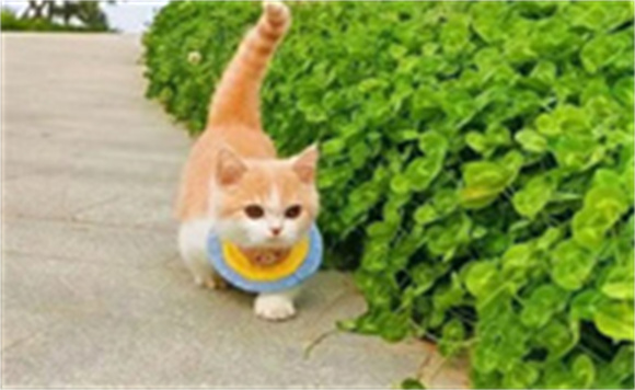 短脚萌猫,可爱爆棚,快来了解这些迷人的小短腿吧! 短脚萌猫,可爱爆棚,快来了解这些迷人的小短腿吧!