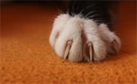 猫会抓人眼睛吗