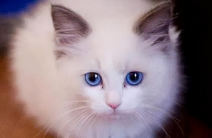 猫可以上高铁吗