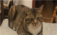 “狸花猫”有这9个表现，说明已经认你为主了！