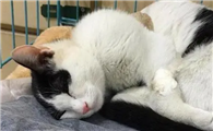 猫拔牙手术教程