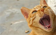 猫叫声变了是怎么回事