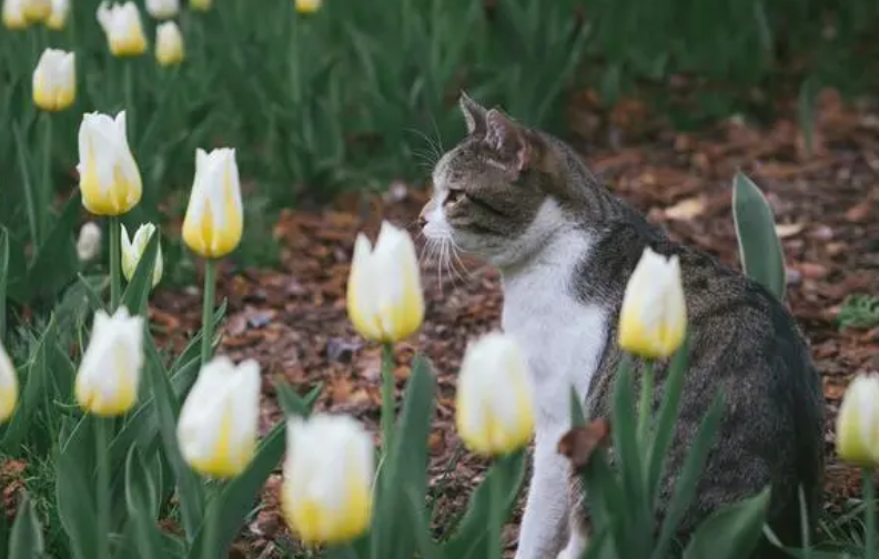 猫拉屎在家门口吉不吉利