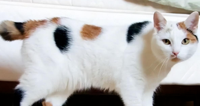 这几种猫，“旺财又旺家”，照着养准没错！