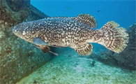深海石斑鱼多少钱一斤