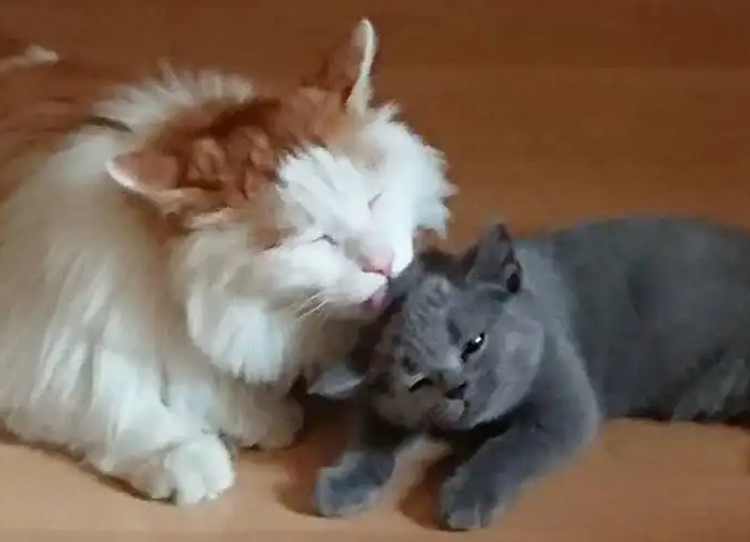 两只猫互相舔毛是什么意思啊