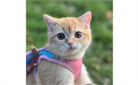 猫艾滋的猫能活多久