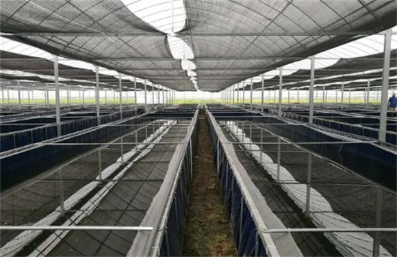 人工养殖水蛭池