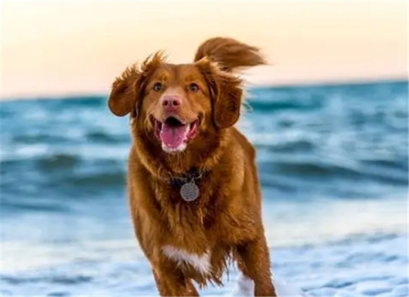 败犬是骂人的么 败犬是骂人的么