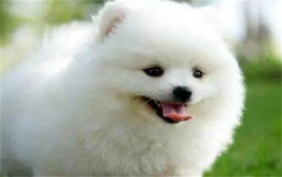 养博美犬的指南：打造温馨与活力的生活伙伴