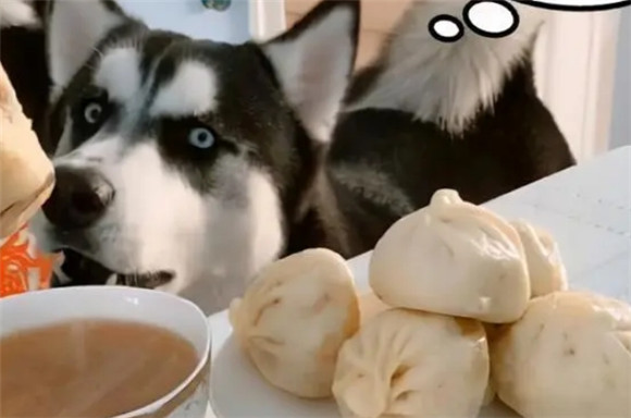 哈士奇吃什么食物好消化？