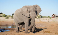 大象的尾巴好像一把什么