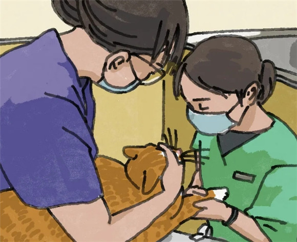小猫咪你今年几岁?不同年龄阶段养护方式大不同! 小猫咪你今年几岁?不同年龄阶段养护方式大不同!