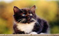 猫可以吃饭吗