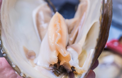 孕妇可以吃河蚌