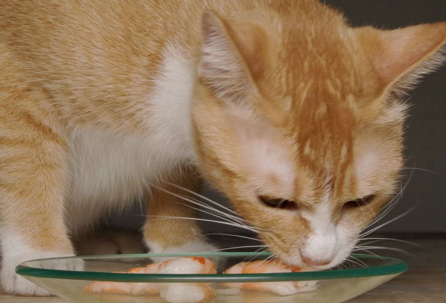猫可以吃虾吗煮熟的