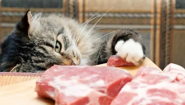 猫爱吃什么 猫爱吃什么