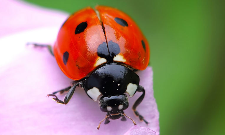 七星瓢虫是动物吗