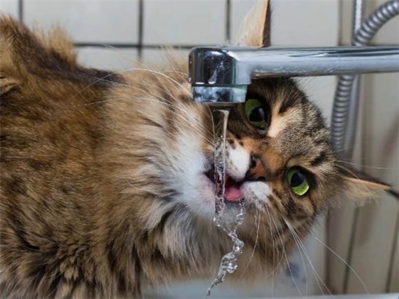 猫咪缺水警报！你的猫可能正在面临健康危机