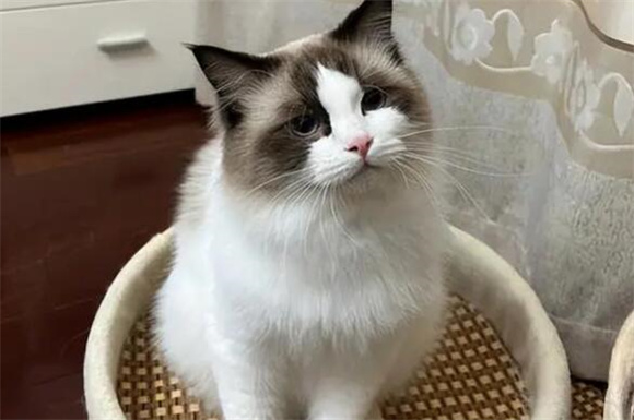 “布偶猫”有这些表现，说明智商很低，你家猫有吗？