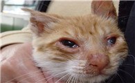 猫流浓稠鼻涕怎么回事