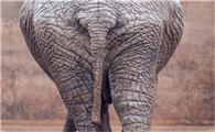 大象的尾巴长什么样