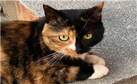 马未都阴阳脸猫为什么不能养