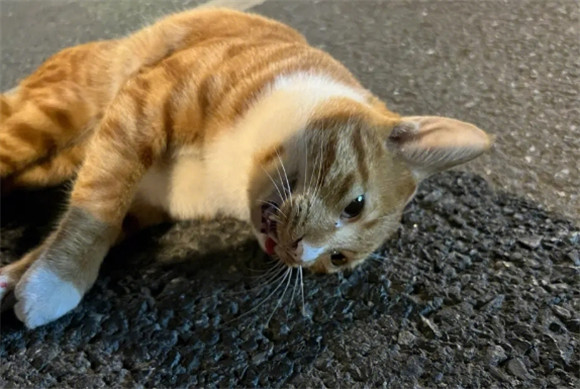 猫被车撞死了是替人挡灾吗