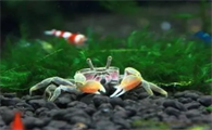 辣椒蟹多大